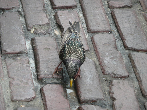 Medium