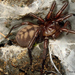 Banded Tunnelweb Spiders - Photo (c) Phil Bendle, all rights reserved, uploaded by Phil Bendle