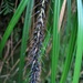 Carex corynoidea - Photo (c) chrismorse, כל הזכויות שמורות