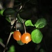Neomyrtus pedunculata - Photo (c) chrismorse, todos los derechos reservados