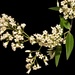 Parsonsia heterophylla - Photo (c) chrismorse, todos los derechos reservados