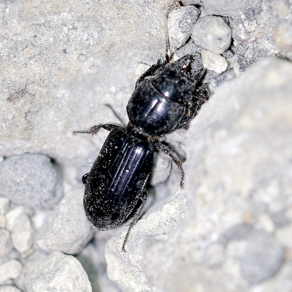 Big Headed Ground Beetle From Palm Beach County Fl Usa On April