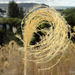 Himalayan Fairy Grass - Photo (c) Phil Bendle, all rights reserved, uploaded by Phil Bendle