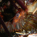 Rhynchocinetes balssi - Photo (c) Phil Bendle, all rights reserved, uploaded by Phil Bendle