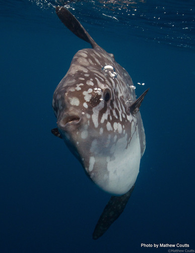 photo of (Mola)