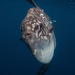 photo of (Mola)