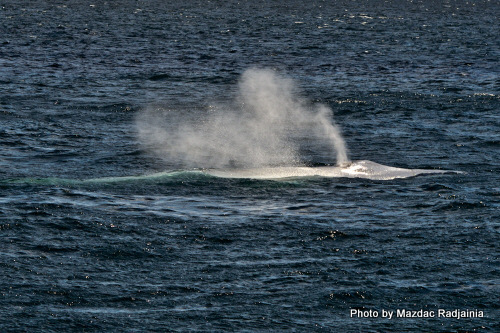 photo of Blue Whale (Balaenoptera musculus)