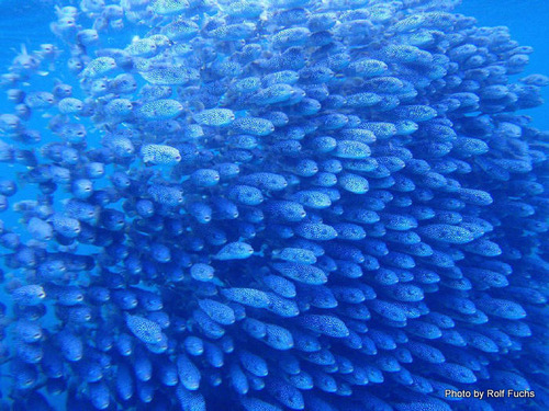 photo of Starry Toadfish (Arothron firmamentum)