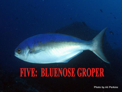 photo of Ocean Blue-eye Trevalla (Schedophilus velaini)