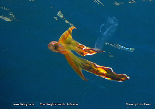 photo of Robson's Blanket Octopus (Tremoctopus robsoni)