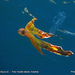 photo of Robson's Blanket Octopus (Tremoctopus robsoni)