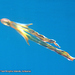 Robson's Blanket Octopus - Photo (c) Phil Bendle, all rights reserved, uploaded by Phil Bendle