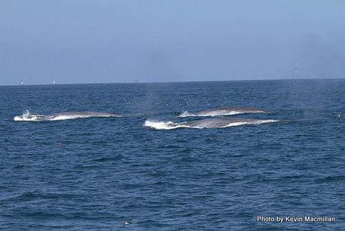 photo of Blue Whale (Balaenoptera musculus)