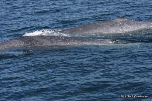 photo of Blue Whale (Balaenoptera musculus)