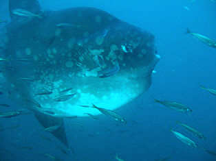 photo of Bump-head Mola (Mola alexandrini)