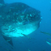 photo of Bump-head Mola (Mola alexandrini)