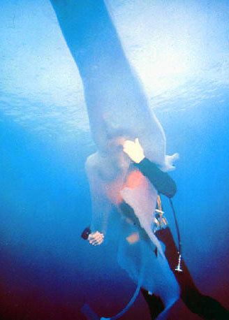 photo of Giant Salp (Pyrostremma spinosum)