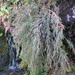 Dracophyllum kirkii - Photo (c) chrismorse, all rights reserved