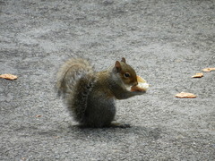 Small