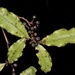 Myrsine australis - Photo (c) chrismorse, כל הזכויות שמורות