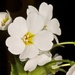 Ourisia calycina - Photo (c) chrismorse, todos los derechos reservados