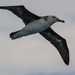 Black-browed Albatross (Black-Browed) - Photo (c) Peter Shearer, all rights reserved, uploaded by Peter Shearer