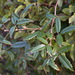 Rubus schmidelioides - Photo (c) David Lyttle, todos los derechos reservados, uploaded by David Lyttle