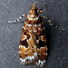 Scoparia ustimacula - Photo (c) nzwide, all rights reserved, uploaded by Phil Bendle