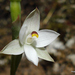 Thelymitra longifolia - Photo (c) Phil Bendle, כל הזכויות שמורות, uploaded by Phil Bendle