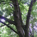 Square