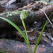 Pterostylis graminea - Photo (c) David Lyttle, όλα τα δικαιώματα διατηρούνται, uploaded by David Lyttle