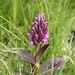 Flecked Marsh Orchid - Photo (c) naturalist, all rights reserved, uploaded by naturalist