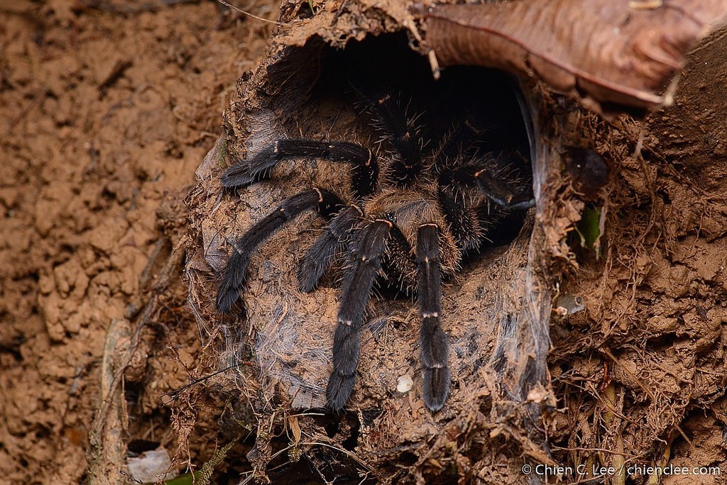 Kalimantan Tarantula From Lubok Antu Sarawak Malaysia On March