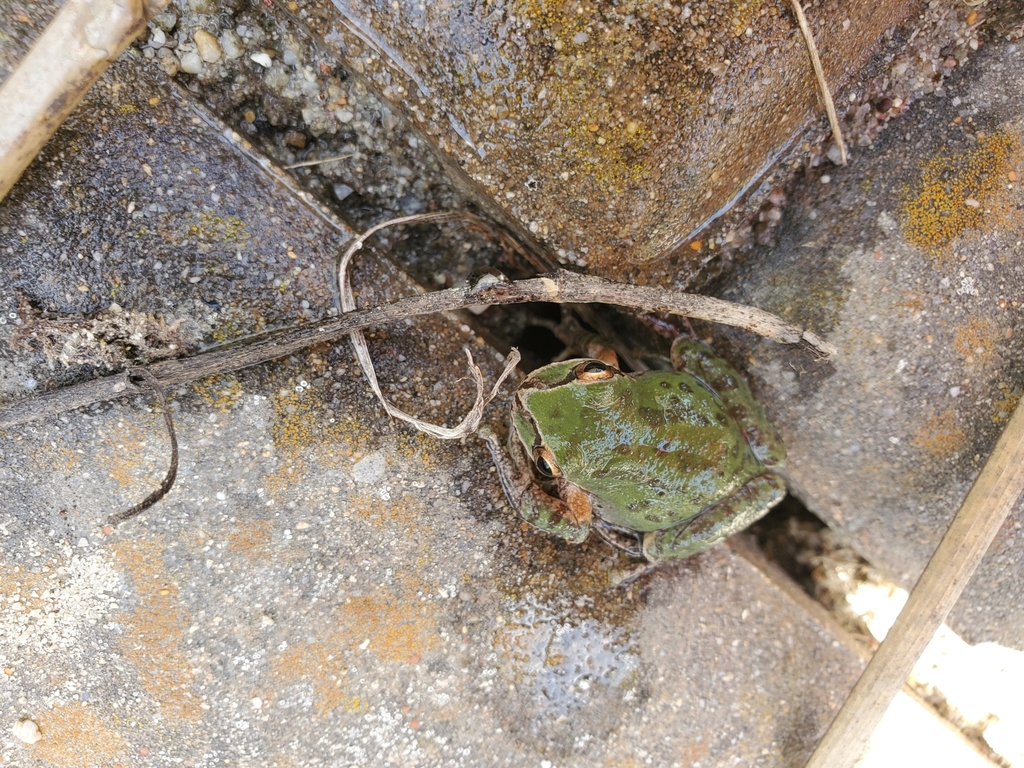 Sierran Tree Frog From Interlaken CA 95076 USA On May 07 2021 At 01