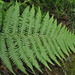 Male Fern - Photo (c) kates17, all rights reserved, uploaded by kates17