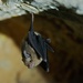 Western Sheath-tailed Bat - Photo (c) Audrey W, all rights reserved, uploaded by happyspider