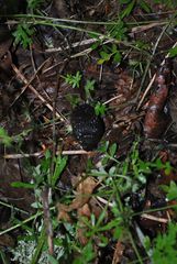 Small