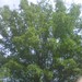 Square