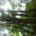 Square