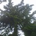 Square