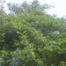 Square