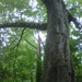 Square