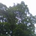 Square