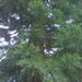 Square