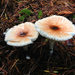 Lepiota rubrotinctoides - Photo (c) naturalisttrent, all rights reserved, uploaded by naturalisttrent