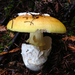 Amanita Mushrooms - Photo (c) leftcoastnaturalist, all rights reserved, uploaded by leftcoastnaturalist