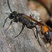 Ammophila pictipennis - Photo (c) Timothy Reichard, todos los derechos reservados, uploaded by Timothy Reichard