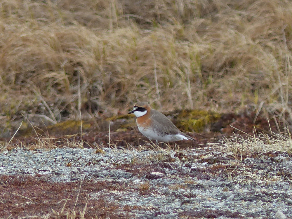 Siberian Sand Plover In May 2017 By Paul Prappas INaturalist