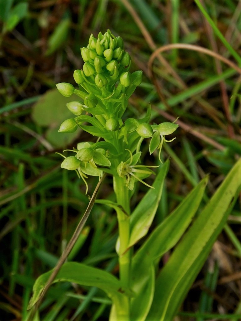 Waterspider Bog Orchid From Palm Beach County Fl Usa On January