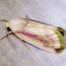 Spanish Needles Flower Moth - Photo (c) Jay Keller, all rights reserved, uploaded by Jay Keller